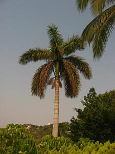 palmier &agrave; acapulco