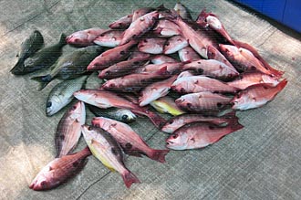 poissons tous frais de Zihuatanejo
