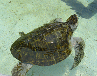 tortue du Centre de la Tortue