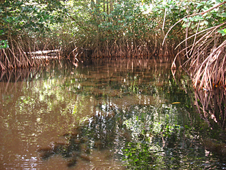 mangroves de la Ventanilla (&eacute;tat d'Oaxaca, Mexique)