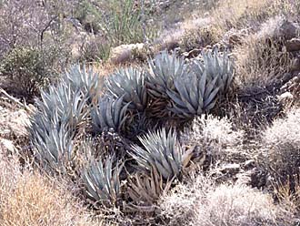 agave bleu