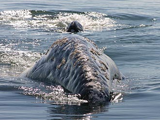 baleine grise du pacifique (sources Conanp)