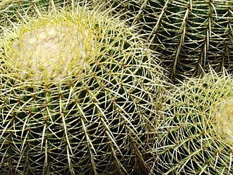 cactus barrel