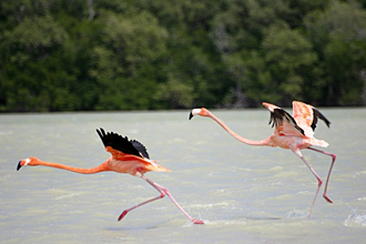 flamants roses du Yucat&aacute;n