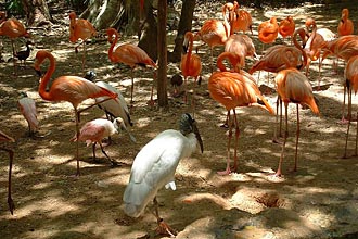 Ibis et flamants roses du Yucatan 