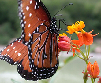 papillon monarque (Michoac&aacute;n, Mexique)