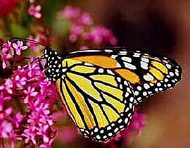 papillon monarque