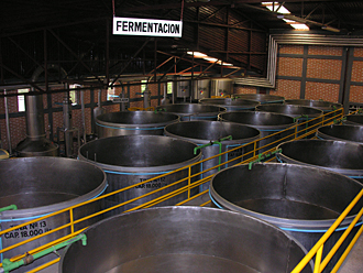 Fermentation de l'agave bleu