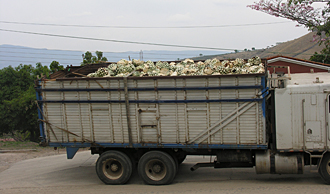arriv&eacute;e de camions avec l'agave bleu d&eacute;j&agrave; coup&eacute;