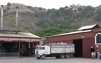 arriv&eacute;e de camions avec l'agave bleu d&eacute;j&agrave; coup&eacute;
