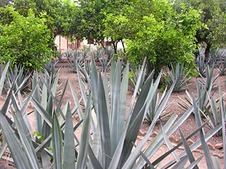 distillerie de Tequila avec champ d'agaves dans la propri&eacute;t&eacute;