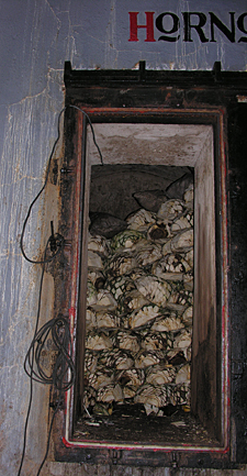 cuisson de l'agave bleu
