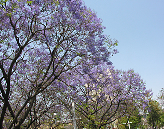 le printemps &agrave; Guadalajara (Jalisco,Mexique)
