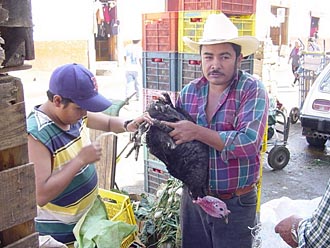 march&eacute; de volailles &agrave; Guadalajara (Jalisco, Mexique)