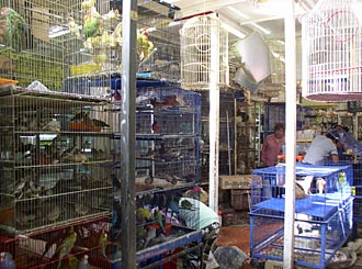 march&eacute; aux oiseaux