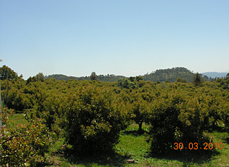 champ d'avocats pr&egrave;s d'Uruapan (Michoac&aacute;n, Mexique)