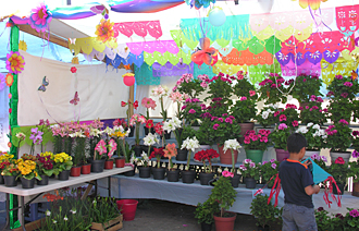 f&ecirc;te du g&eacute;ranium le week-end des Rameaux