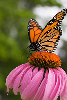 papillon monarque