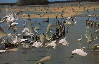 envol d'oiseaux dans le Yucat&aacute;n (&eacute;tat du Mexique)