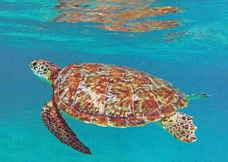 tortue prise en photo sous-marine &agrave; Akumal