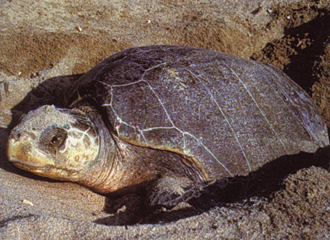 tortue prise sur une plage de l'&eacute;tat