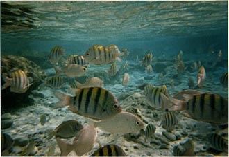 nombreux poissons de la c&ocirc;te cara&iuml;be