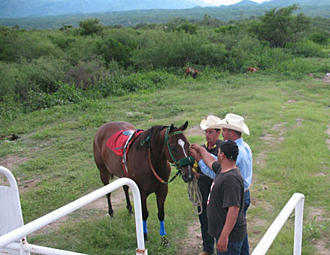 pr&eacute;paration du cheval &agrave; la course
