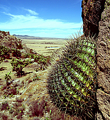 biznaga dans la r&eacute;gion de Guanajuato (&eacute;tat de Guanajuato)