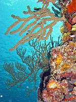 corail de la riviera maya