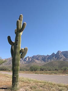 cactus "plant&eacute;" dans le D&eacute;sert aride du Nord