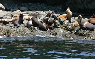 phoques sur la c&ocirc;te pacifique