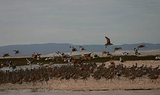 oiseaux de la r&eacute;serve El vizcaino (BC)