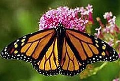 papillon monarque dans le&nbsp;Michoac&aacute;n