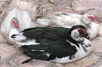 canards (photo prise dans une distillerie de Tequila)