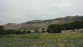 Tequila et ses champs d'agaves bleus, (Jalisco, Mexique)