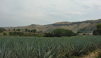 Tequila et ses champs d'agaves bleus, (Jalisco, Mexique)