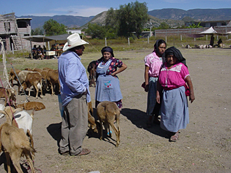 march&eacute; aux bestiaux dans la r&eacute;gion de Oaxaca (&eacute;tat d'Oaxaca,&nbsp;Mexique) 