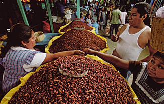 chapulines en vente au march&eacute; d'Oaxaca
