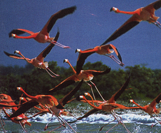 envol de flamants à la réserve Celestún