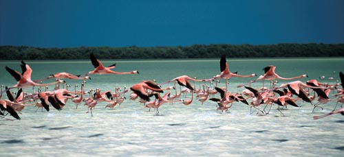 flamants roses de la réserve de la biosphère Celestun