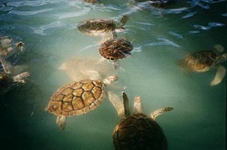 b&eacute;b&eacute;s tortues vertes de l'Ile des Femmes