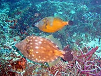 poissons riviera maya