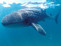 requin baleine