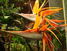 jardin botanique de Toluca (&eacute;tat de Mexico)